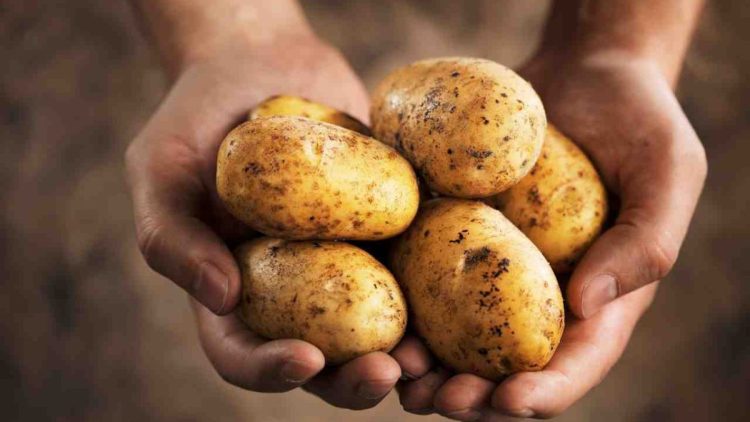Extend Your Potato Storage with This Simple Fruit Trick