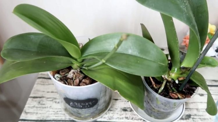 How to Make Your Orchid Bloom and Protect It from Diseases