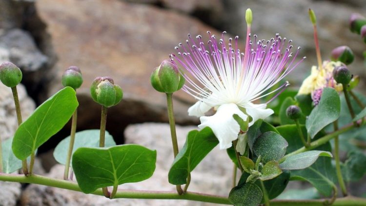How to Propagate Capers