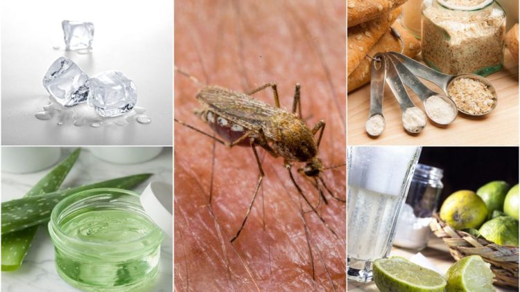 The Best Natural Mosquito Repellent