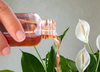 Spathiphyllum: the natural trick for lush blooms